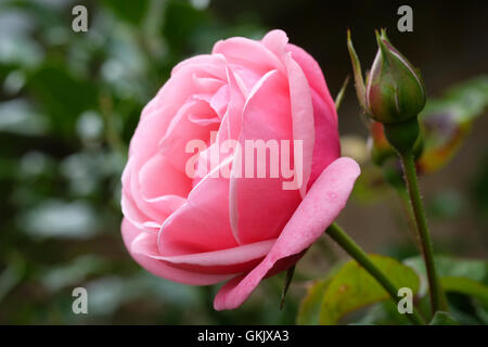 colore rosa è aumentato Foto Stock