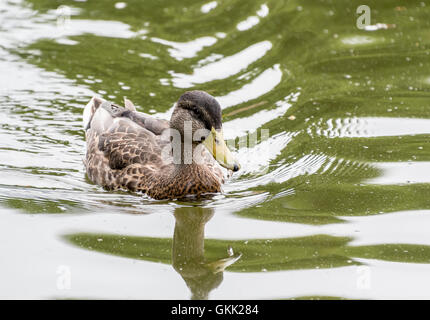 Mallard Duck nuotare in acqua Foto Stock