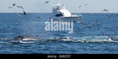 Una fotografia di un Humpback Whale alimentando al largo della costa a Provincetown in Cape Cod, Massachusetts, Stati Uniti. Foto Stock