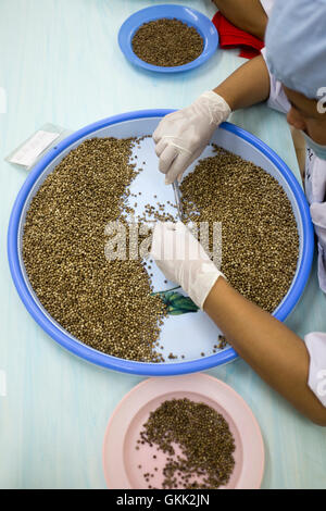 Ordinamento di pepe in una fattoria di pepe Kampot Cambogia Foto Stock