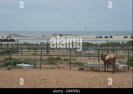 Una mucca sorge nella parte anteriore di un abbeveratoio vicino alla città di Jazeera, Somalia, il 27 ottobre, dove bovini provenienti da tutto il paese sono portato prima di essere esportati da Mogadiscio il seaport parecchi chilometri di strada. AMISOM foto / Tobin Jones Foto Stock