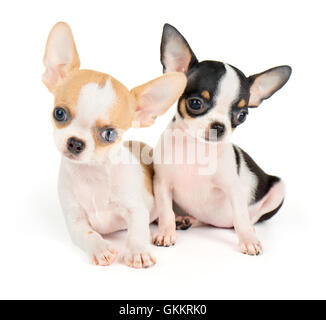 Due fantastici cuccioli di chihuahua su sfondo bianco Foto Stock