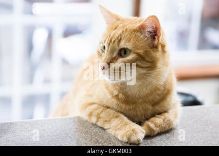 Tabby cat appoggiata sul contatore Foto Stock