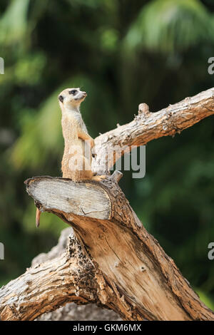 Meerkat (Suricata suricatta) Foto Stock