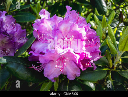 Rhododendron Fiorisce in giugno da vicino Foto Stock