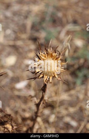 Asciugare Thorn Flower, Cardo. Fiori secchi di Silybum Marianum, vista dal basso. Cardus Marianus, cardo, beata Milkthistle, cardo mariano, Mar Foto Stock