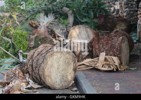 Tagliare Palm Tree Trunk. Tagliare, rimossi i pezzi di Palm tree trunk in strada. Foto Stock