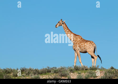 Una giraffa (Giraffa camelopardalis) contro un cielo blu, il deserto Kalahari, Sud Africa Foto Stock