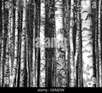 Dritto tronchi di betulla in bianco e nero Foto Stock