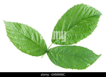 Foglie di lampone isolato su uno sfondo bianco. Foto Stock