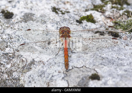 Common Darter maschio, nuovo mulino Abbazia di stagno, Dumfries and Galloway, Scotland, Regno Unito Foto Stock