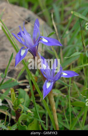 Barberia dado - Moraea sisyrinchium fiore del Mediterraneo che si apre a metà giornata noto come ore una Iris Foto Stock