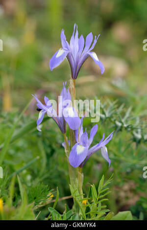 Barberia dado - Moraea sisyrinchium fiore del Mediterraneo che si apre a metà giornata noto come ore una Iris Foto Stock