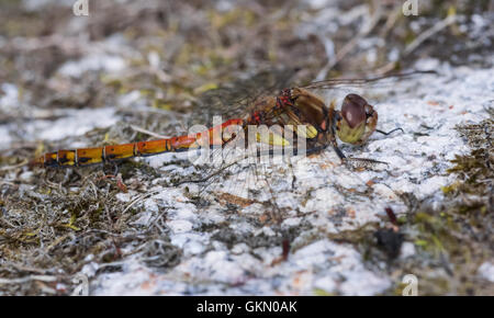 Common Darter maschio, nuovo mulino Abbazia di stagno, Dumfries and Galloway, Scotland, Regno Unito Foto Stock