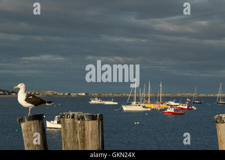 Una fotografia di un gabbiano nel porto a Provincetown, Cape Cod, Massachusetts. Foto Stock