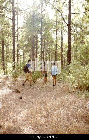 Tre amici passeggiando in una foresta di pini nel tardo pomeriggio di sole, guardando avanti indossando un abbigliamento casual Foto Stock