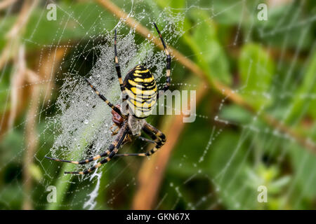 Wasp spider (Argiope bruennichi / Aranea brünnichii) alimentazione su insetti catturati nella spirale web orb Foto Stock