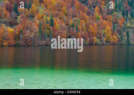 Bosco misto che mostra i colori autunnali lungo il Königssee / Kings lake, il Parco Nazionale di Berchtesgaden, Alpi Bavaresi, Baviera, Germania Foto Stock