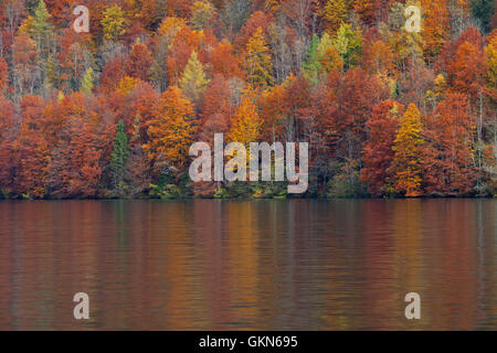 Bosco misto che mostra chiome di alberi decidui in variopinti colori autunnali lungo il lago Foto Stock