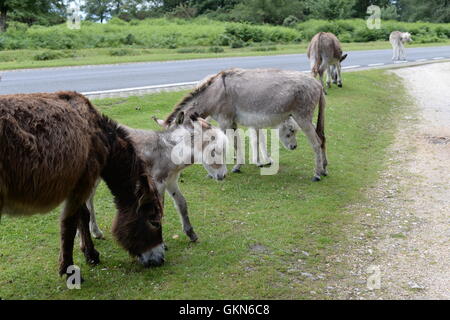 Ponies sulla strada nella New Forest Foto Stock