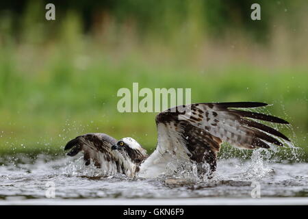 Falco pescatore (Pandion haliaetus) Pesca Cairngorms National Park, Scozia. Foto Stock