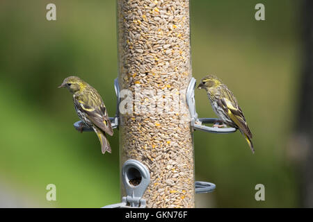 Siskins su grandi bird feeder Bwlch Nant Yr Arian Visitor Center Ceredigion il Galles Centrale Foto Stock