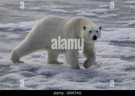 Orso polare, Ursus Maritimus, Passeggiate sul ghiaccio, Svalbard artico. Foto Stock