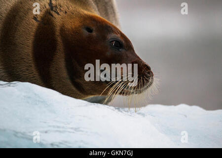 Guarnizione barbuto sul ghiaccio al Kings Bay, Svalbard Foto Stock