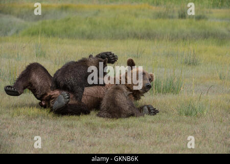 Alaskan orso bruno cuccioli di infermieristica Foto Stock