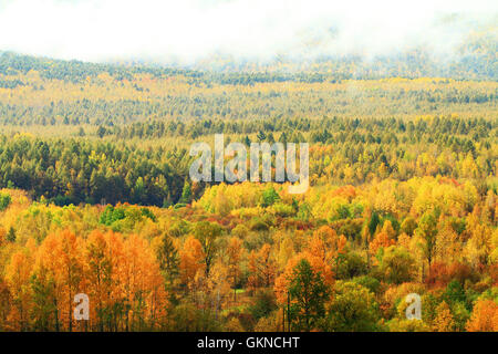 Maggiore gamma Khingan autunno,Heilongjiang provincia,Cina Foto Stock