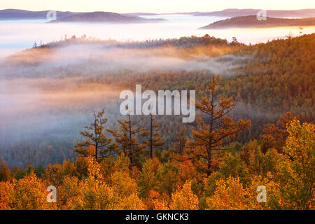 Foresta di autunno in una maggiore gamma Khingan, Cina Foto Stock