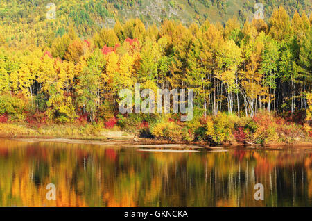 Maggiore gamma Khingan autunno,Heilongjiang provincia,Cina Foto Stock