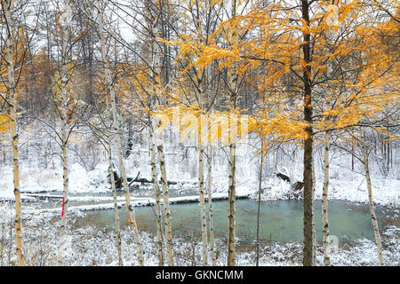 Maggiore gamma Khingan autunno,Heilongjiang provincia,Cina Foto Stock