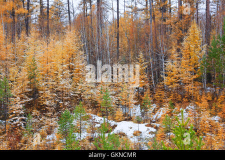 Maggiore gamma Khingan autunno,Heilongjiang provincia,Cina Foto Stock