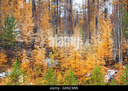 Maggiore gamma Khingan autunno,Heilongjiang provincia,Cina Foto Stock