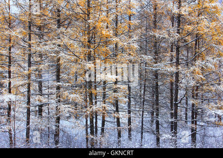 Maggiore gamma Khingan autunno,Heilongjiang provincia,Cina Foto Stock