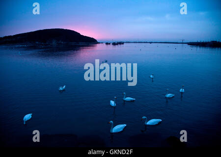 Il White Swan di Rongcheng, Provincia di Shandong, Cina Foto Stock