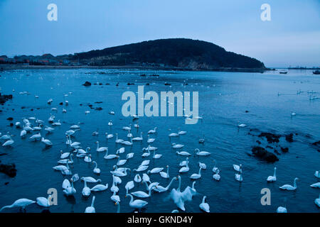 Il White Swan di Rongcheng, Provincia di Shandong, Cina Foto Stock