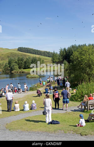 La folla di visitatori la visione di Red kites essendo alimentato Bwlch Nant Yr Arian Visitor Center Ceredigion il Galles Centrale Foto Stock