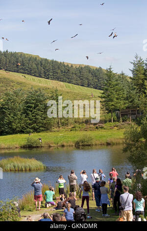 La folla di visitatori la visione di Red kites essendo alimentato Bwlch Nant Yr Arian Visitor Center Ceredigion il Galles Centrale Foto Stock