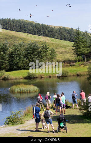 La folla di visitatori la visione di Red kites essendo alimentato Bwlch Nant Yr Arian Visitor Center Ceredigion il Galles Centrale Foto Stock