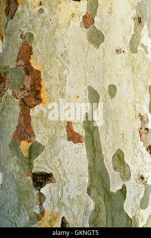 Piano di Londra di corteccia di albero pattern texture naturali Foto Stock