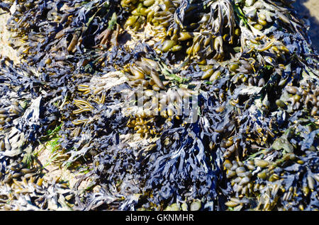 Il blu e il verde delle alghe marine su una spiaggia a secco durante la bassa marea a Deauville, Francia Foto Stock