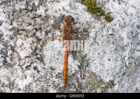 Common Darter maschio, nuovo mulino Abbazia di stagno, Dumfries and Galloway, Scotland, Regno Unito Foto Stock