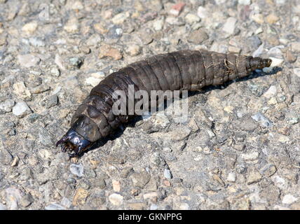 Larva del Parlamento coleottero acquatico (Hydrophilus piceus) A.k.a Brown idrofilità o gigante diving beetle. Foto Stock