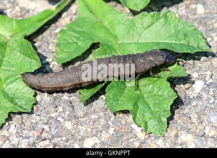 Larva del Parlamento coleottero acquatico (Hydrophilus piceus) A.k.a Brown idrofilità o gigante diving beetle. Foto Stock