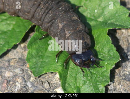 Primo piano della testa della larva del Parlamento coleottero acquatico (Hydrophilus piceus) A.k.a idrofile a marrone Foto Stock