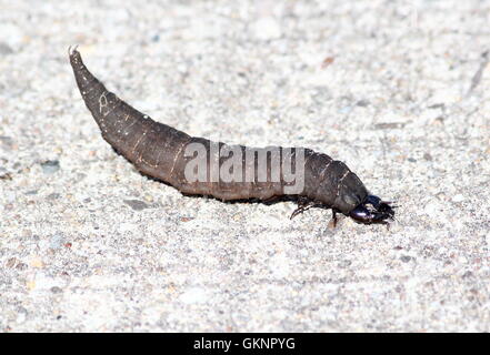 Larva del Parlamento coleottero acquatico (Hydrophilus piceus) A.k.a Brown idrofilità o gigante diving beetle. Foto Stock