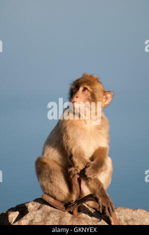 Barbary Macaque (Macaca sylvanus) sulla Rocca di Gibilterra Foto Stock