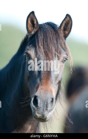 L'estone Wild Horse ritratto Su Saaremaa, Estonia Foto Stock